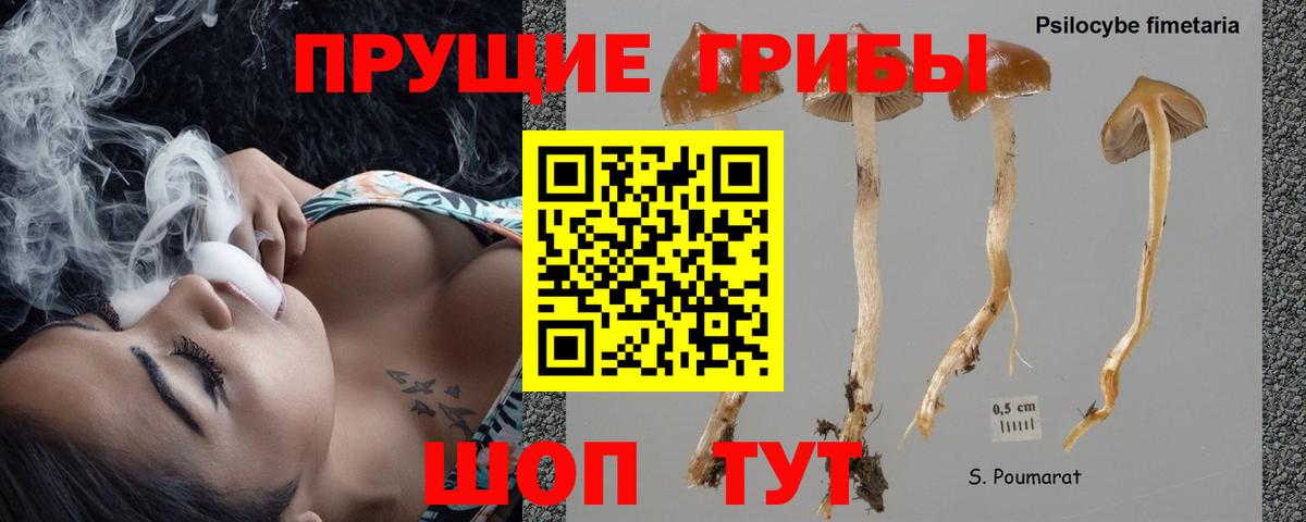 Псилоцибиновые грибы Psilocybe Лесосибирск